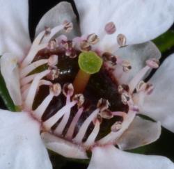 Image: P.B. Heenan © Landcare Research 2014 